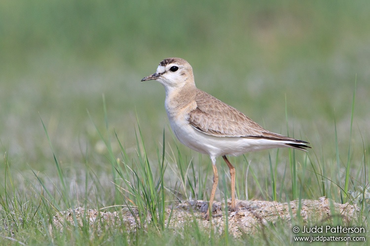 Mountain Plover, Pawnee National Grassland, Colorado, United States